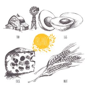 蔬菜素描