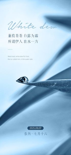 白露二十四节气海报露水绿叶
