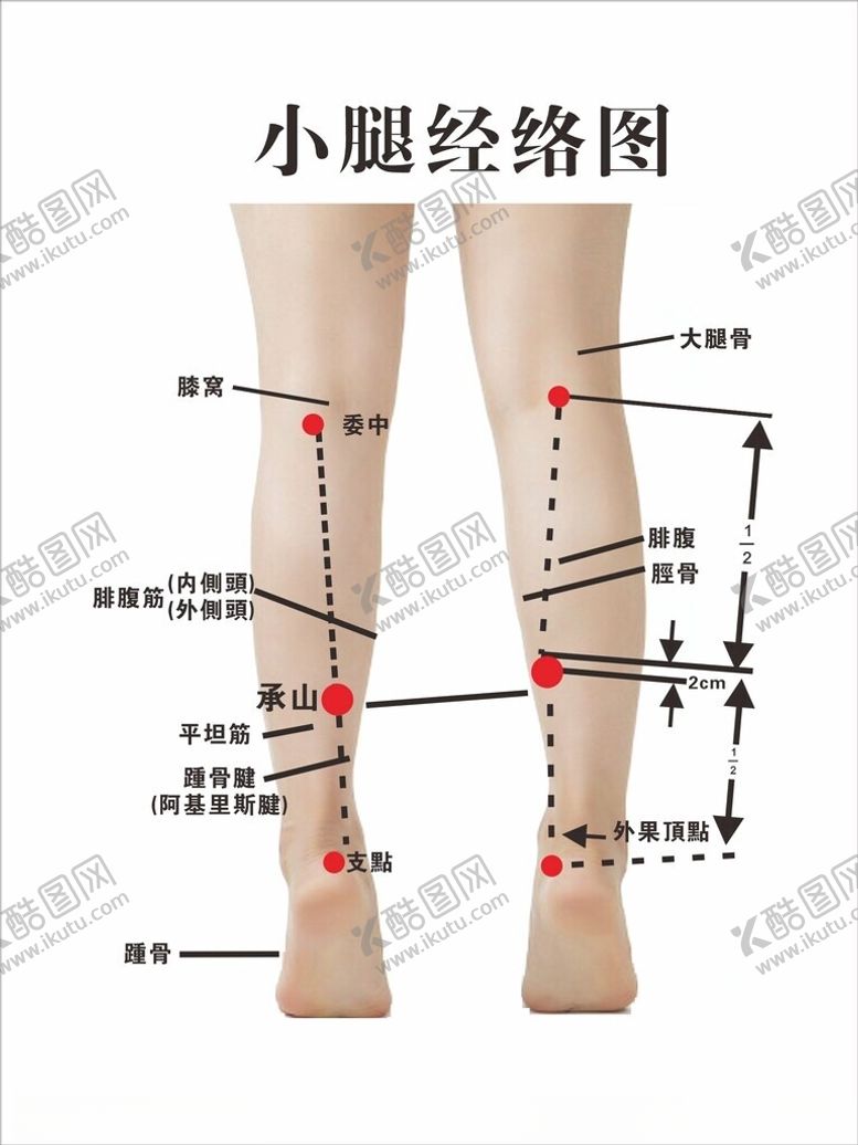 编号：53987701262205086191【酷图网】源文件下载-小腿经络图