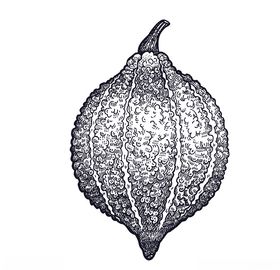 蔬菜