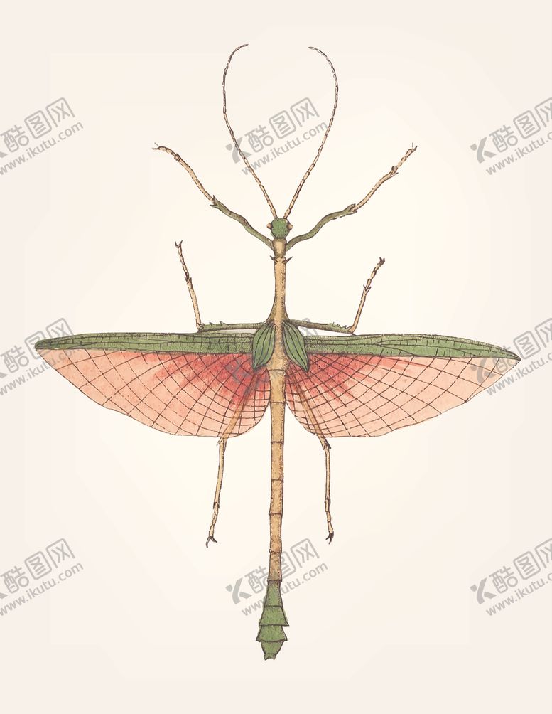 编号：85178710031829013731【酷图网】源文件下载-昆虫