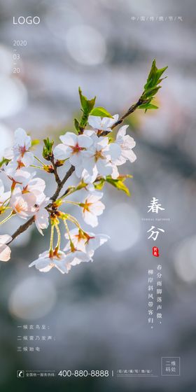 春分清明杏花