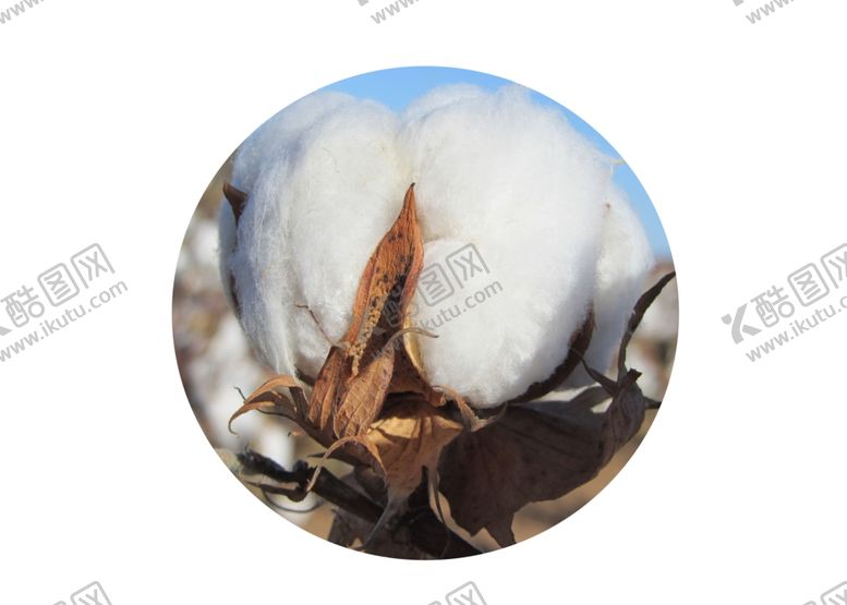 编号：36510109161426488101【酷图网】源文件下载-棉花