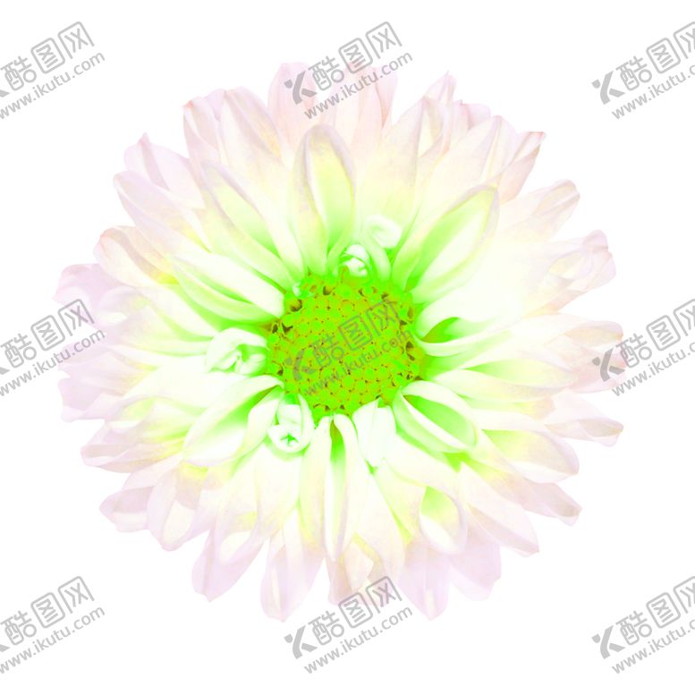 编号：10487806272116598539【酷图网】源文件下载-花素材