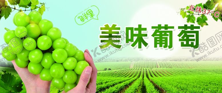 编号：60129102051220113675【酷图网】源文件下载-美味葡萄