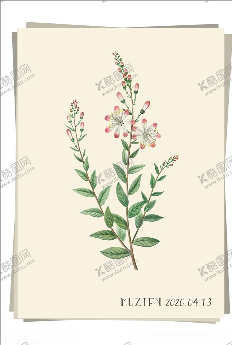 编号：40431507070232518551【酷图网】源文件下载-矢车菊植物图鉴