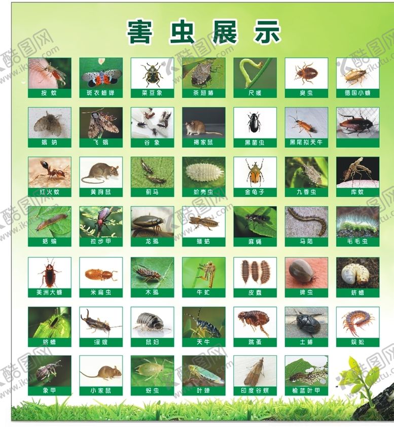 编号：72178210131041559529【酷图网】源文件下载-害虫昆虫