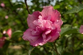 粉紫重瓣木槿
