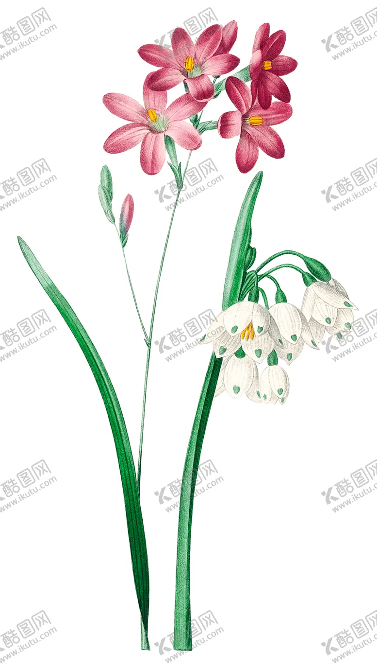 编号：89368301282240229176【酷图网】源文件下载-夏雪片莲