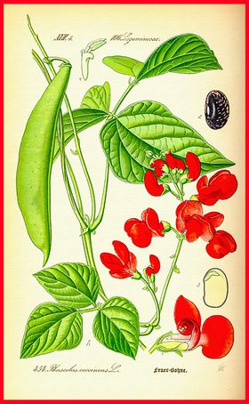 豌豆