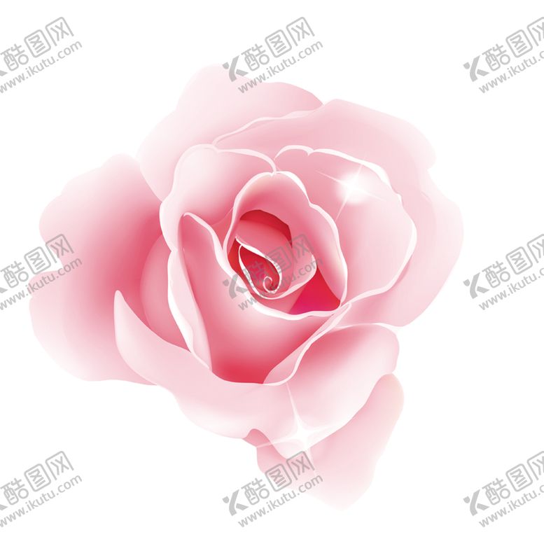 编号：76019109160440042221【酷图网】源文件下载-粉色玫瑰