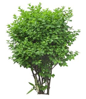 园林植物
