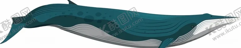 编号：76639404250250449995【酷图网】源文件下载-矢量鲸鱼