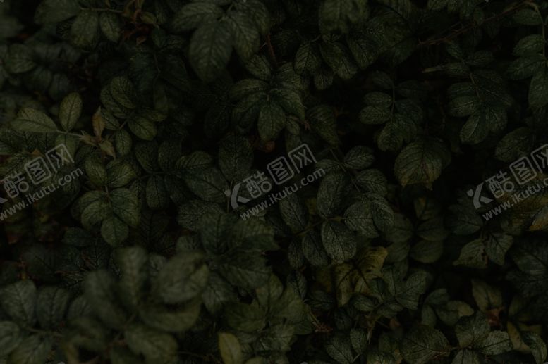 编号：29200004151349211687【酷图网】源文件下载-黑色树叶背景