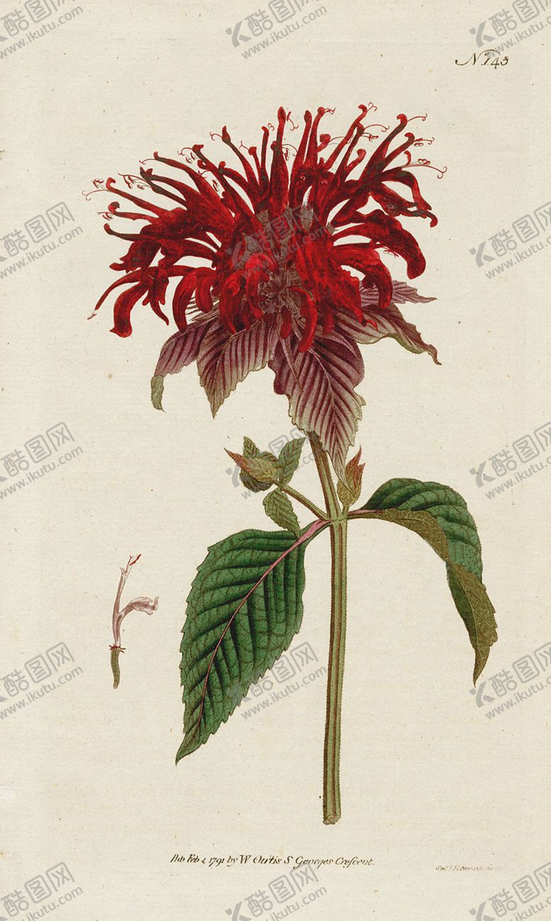 编号：10226905051903212131【酷图网】源文件下载-欧式复古色调花朵植物