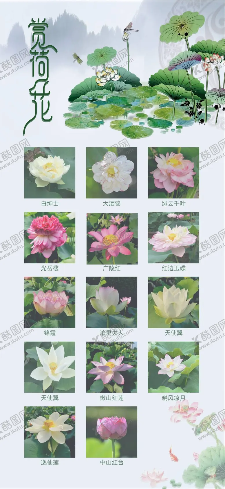 编号：63854709122150558236【酷图网】源文件下载-荷花