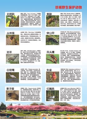野生保护动物