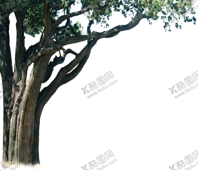 编号：74370710040814391527【酷图网】源文件下载-前景树