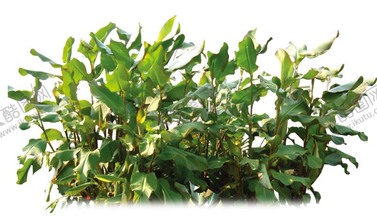 编号：27540110060914543324【酷图网】源文件下载-成片美人蕉