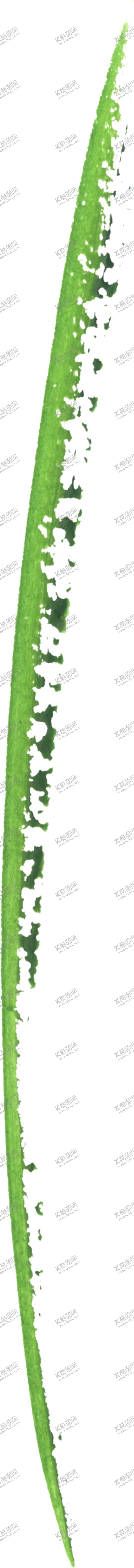 编号：81623006270520487432【酷图网】源文件下载-水彩手绘花卉花朵植物