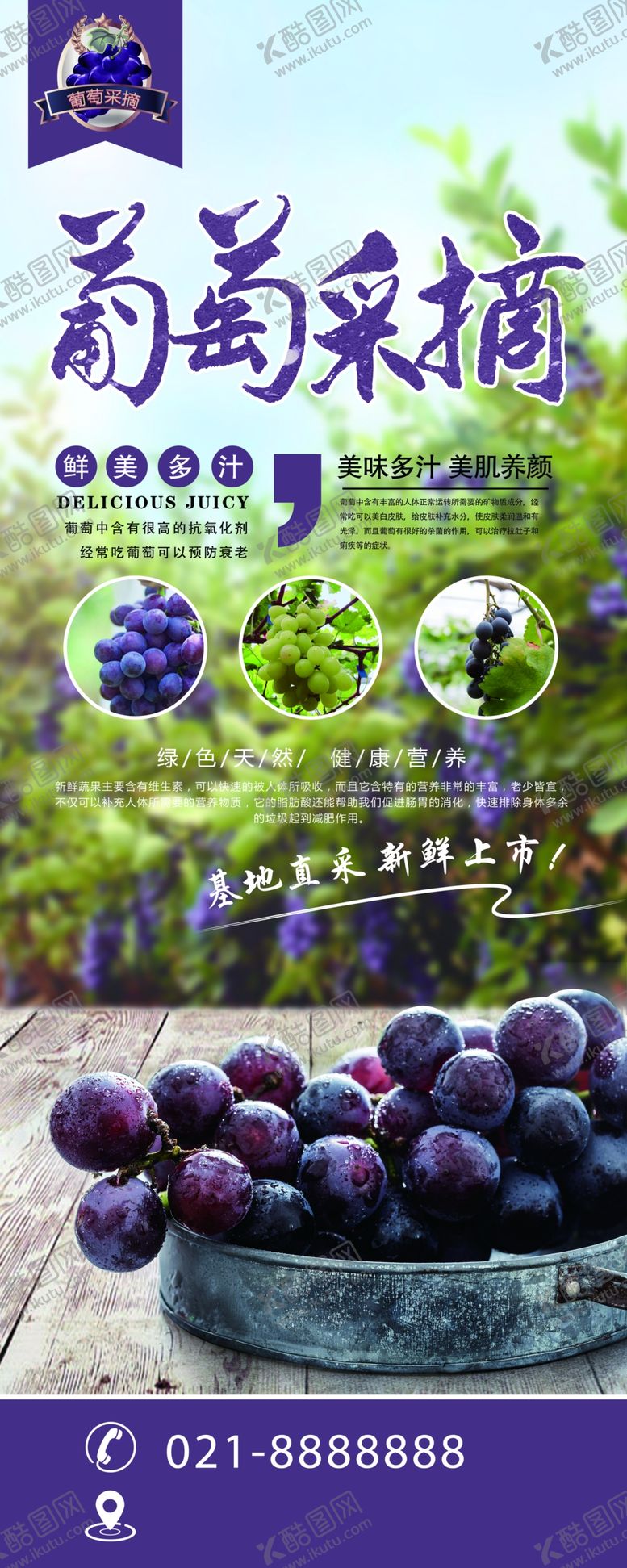 编号：76533005080529259895【酷图网】源文件下载-葡萄采摘