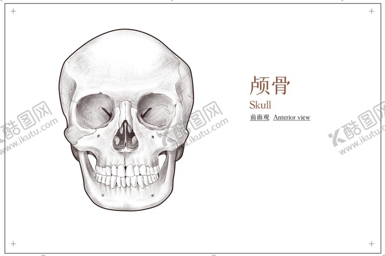 编号：11568505120131474429【酷图网】源文件下载-颅骨骨科社会公益展板素材
