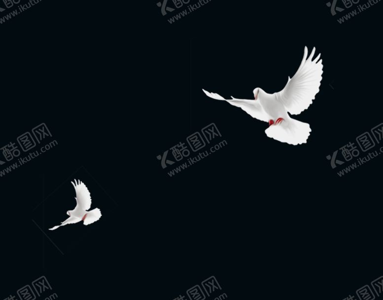 编号：42721407080957215548【酷图网】源文件下载-鸽子
