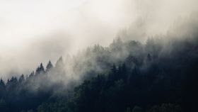 森林云雾树木山坡风景