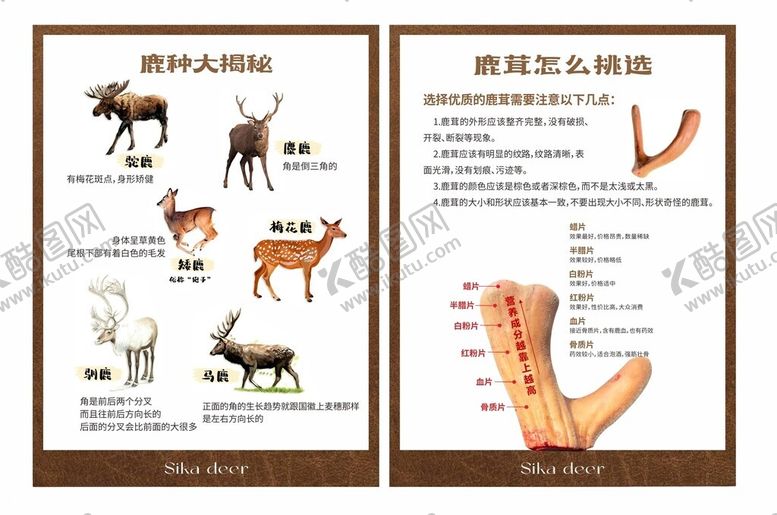 编号：67554705060005498335【酷图网】源文件下载-梅花鹿鹿种知识展板