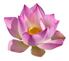莲花