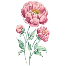 水彩花卉清新插画复古