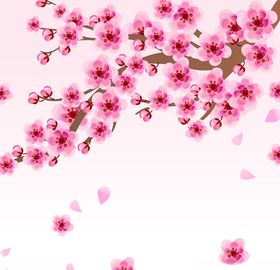 樱花