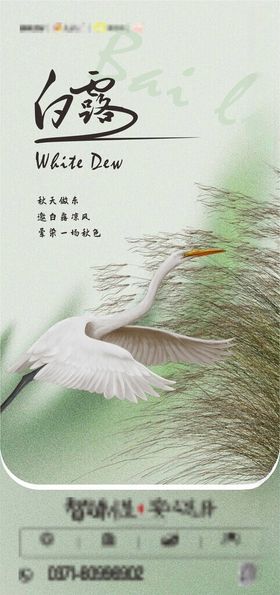 白露海报二十四节气中国传统节气广告设计节气