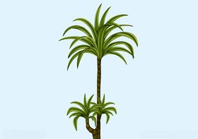 植物手绘