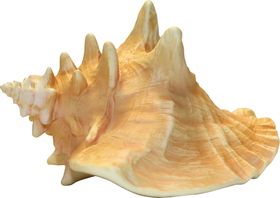 贝壳