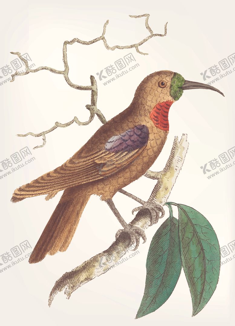 编号：65359610052259529023【酷图网】源文件下载-鸟类插画