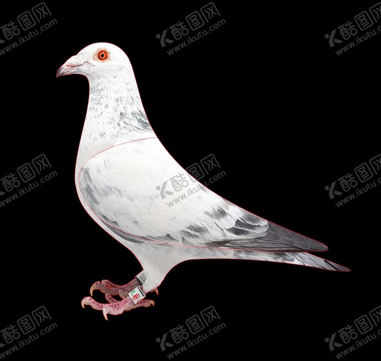 编号：99306309281339591675【酷图网】源文件下载-信鸽轮廓