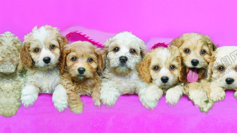 编号：34070010281613106606【酷图网】源文件下载-花色宠物狗