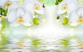 水绘梅花