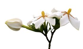 栀子花