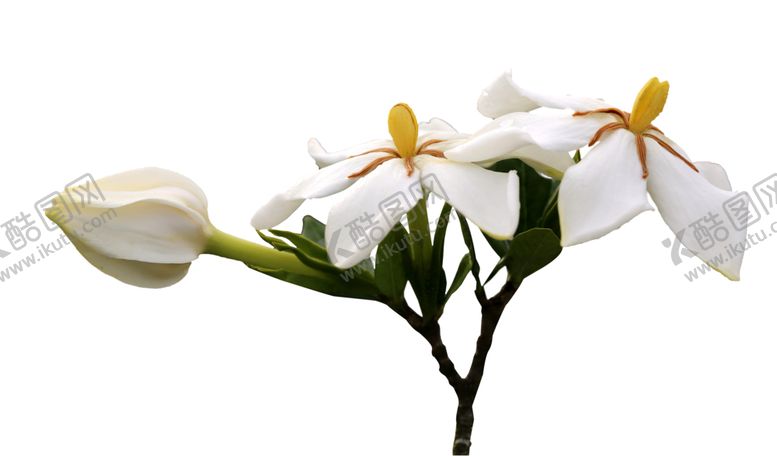 编号：19417309190353472136【酷图网】源文件下载-栀子花