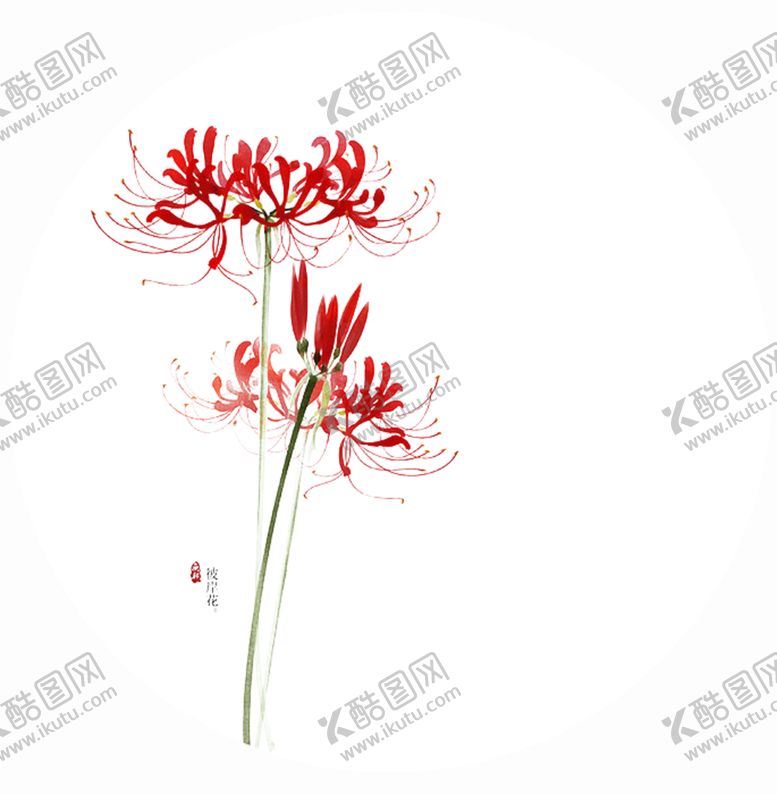 编号：46947007130804245636【酷图网】源文件下载-红色彼岸花