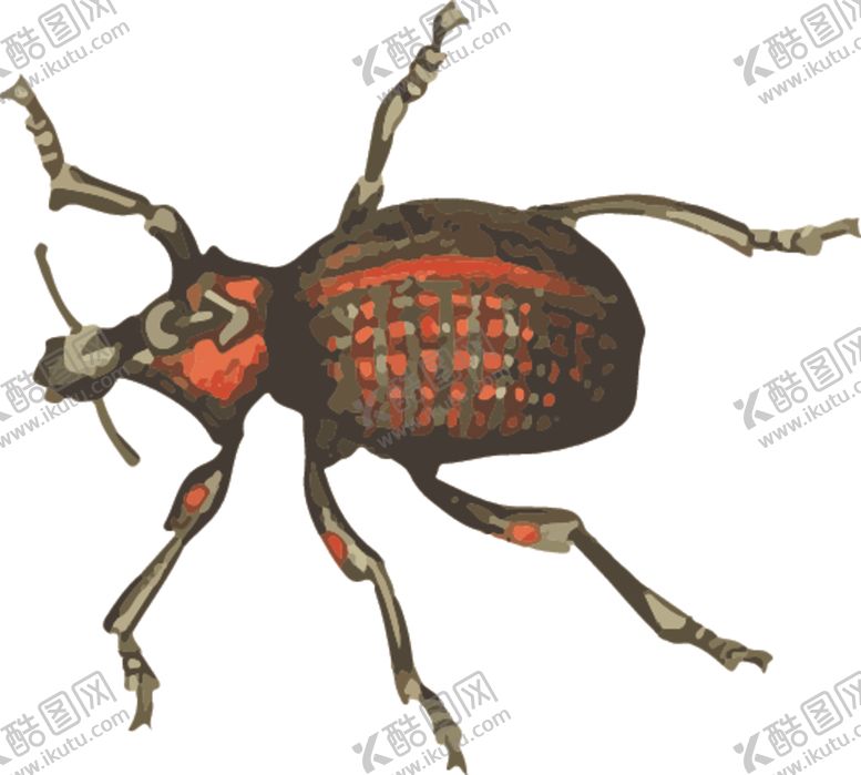 编号：99750811010648484253【酷图网】源文件下载-甲虫昆虫插画