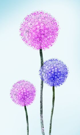 蒲公英