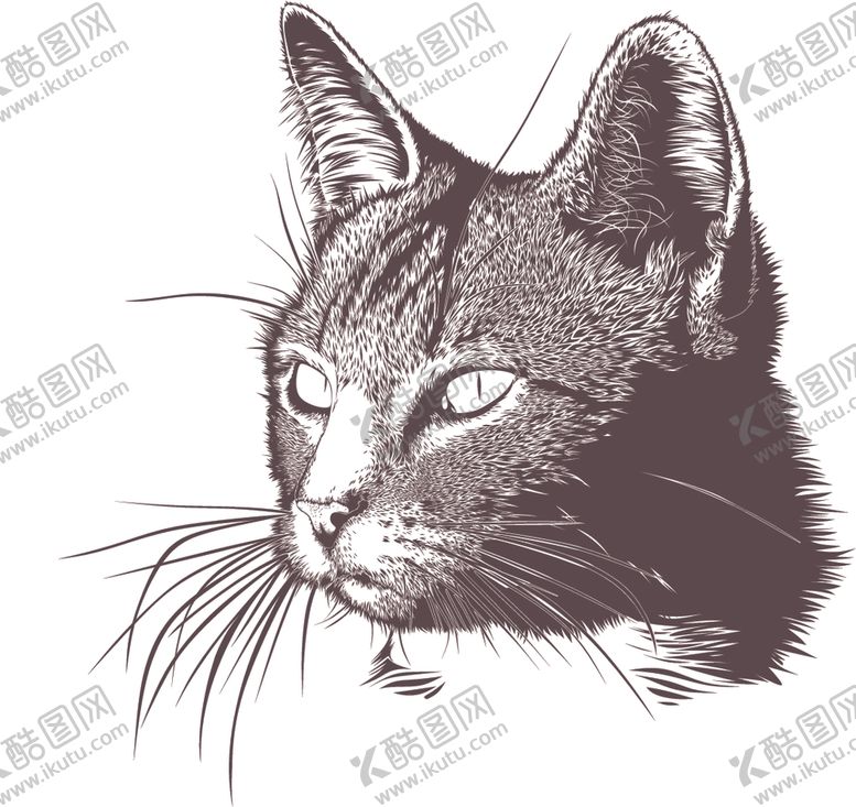 编号：91546309280900039034【酷图网】源文件下载-猫儿