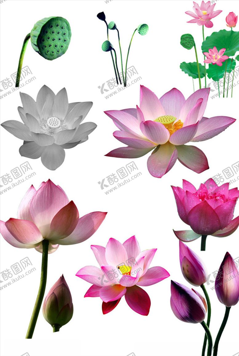 编号：16821610090010246155【酷图网】源文件下载-荷花抠图图片