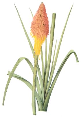 植物花卉油画装饰画