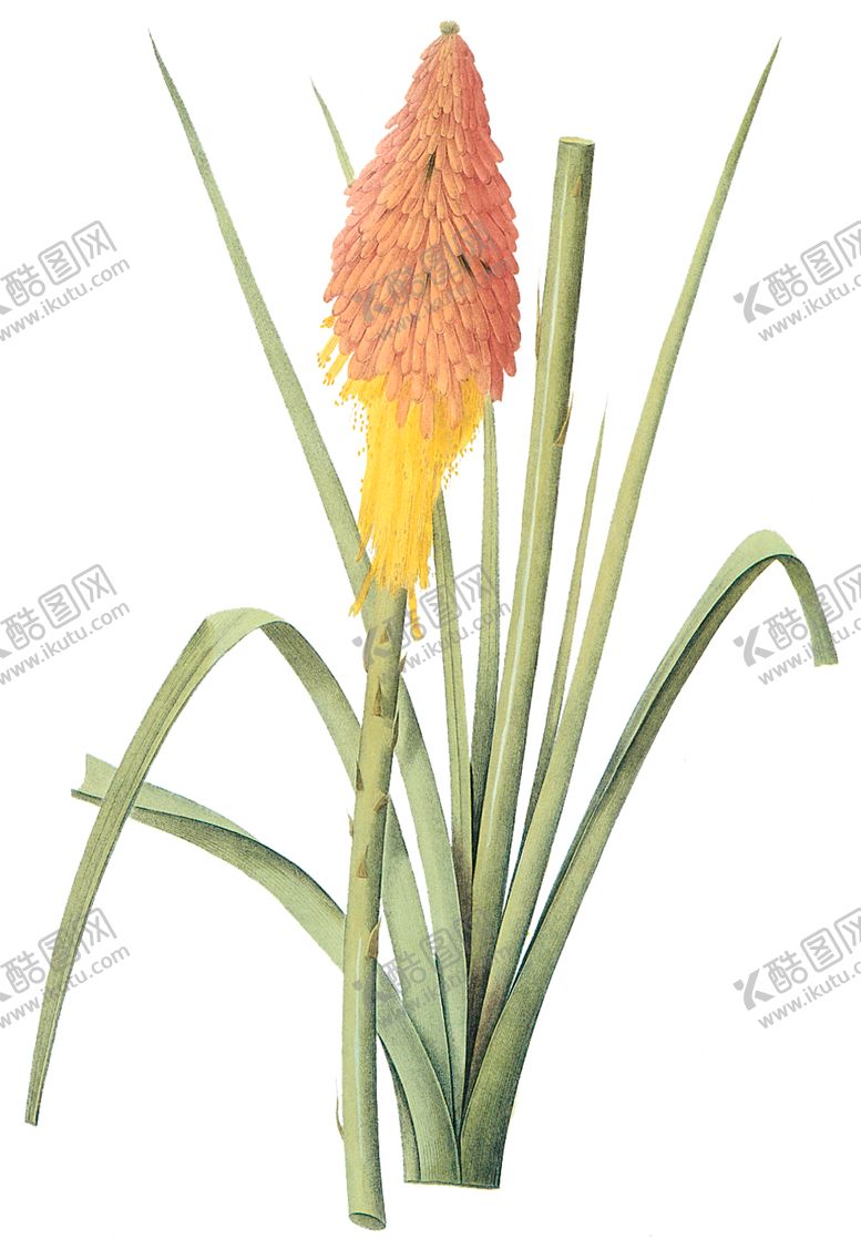 编号：40370210211644133543【酷图网】源文件下载-植物花卉油画装饰画