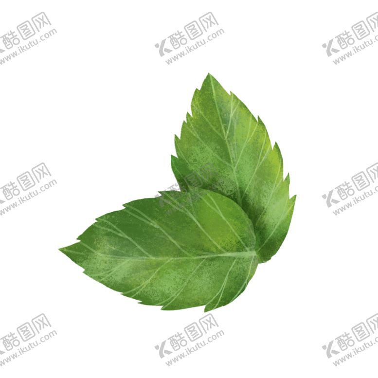 编号：95799109191410208151【酷图网】源文件下载-薄荷植物元素