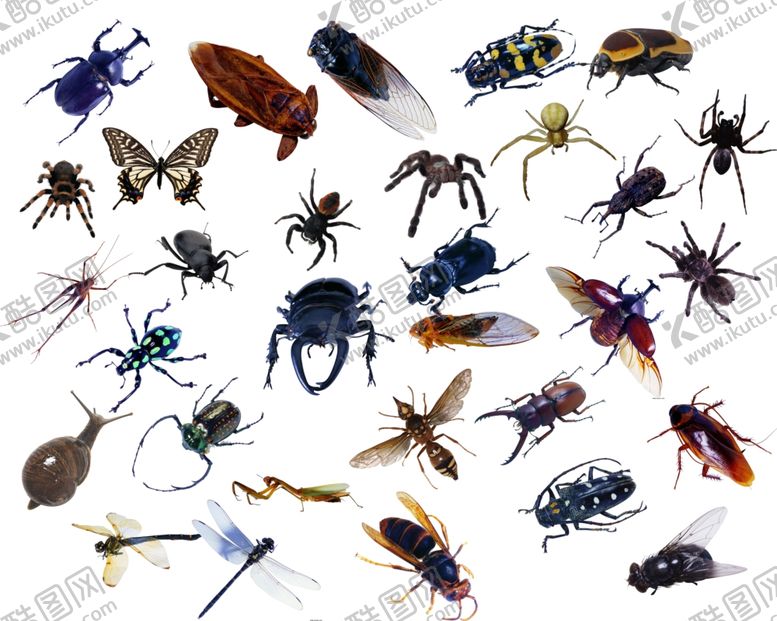 编号：90986410031109504378【酷图网】源文件下载-昆虫